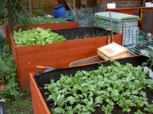 Raised Beds