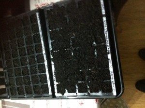 Compost in Tray