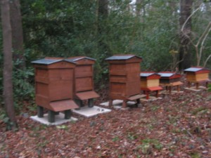 Bee Hives Mar 2016