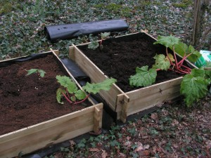 Rhubarb Beds